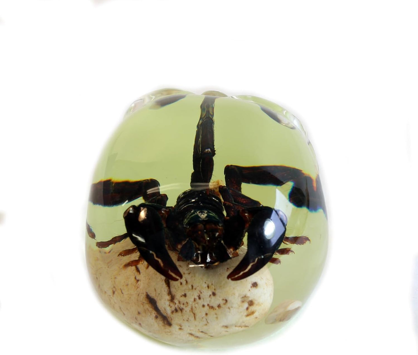 REALBUG 4" Real Scorpion Glow in The Dark Desk Decoration in an Acrylic Skull with Stones