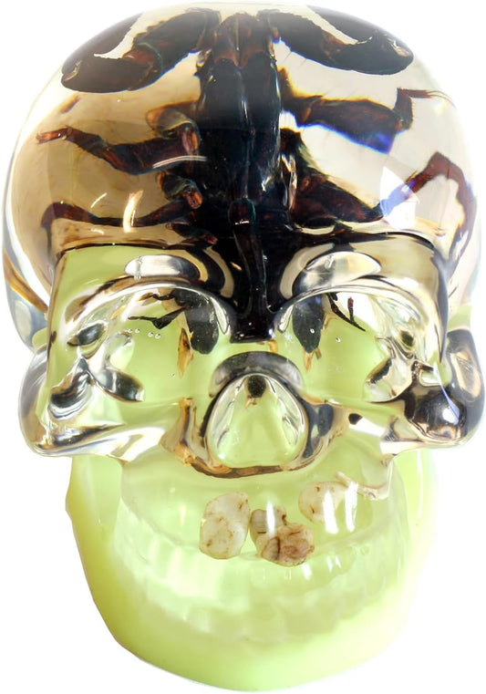 REALBUG 4" Real Scorpion Glow in The Dark Desk Decoration in an Acrylic Skull with Stones