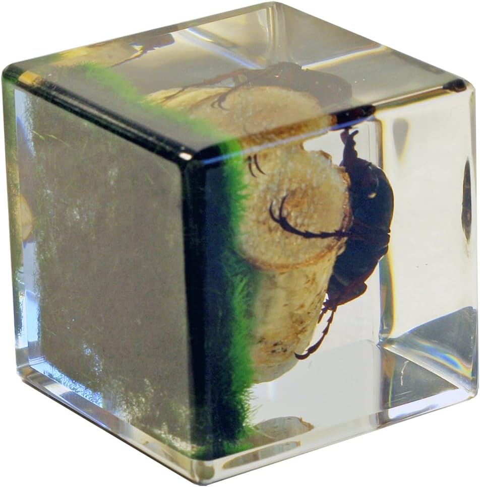 REALBUG Real Antler Horned Beetle Cube Desk Decoration
